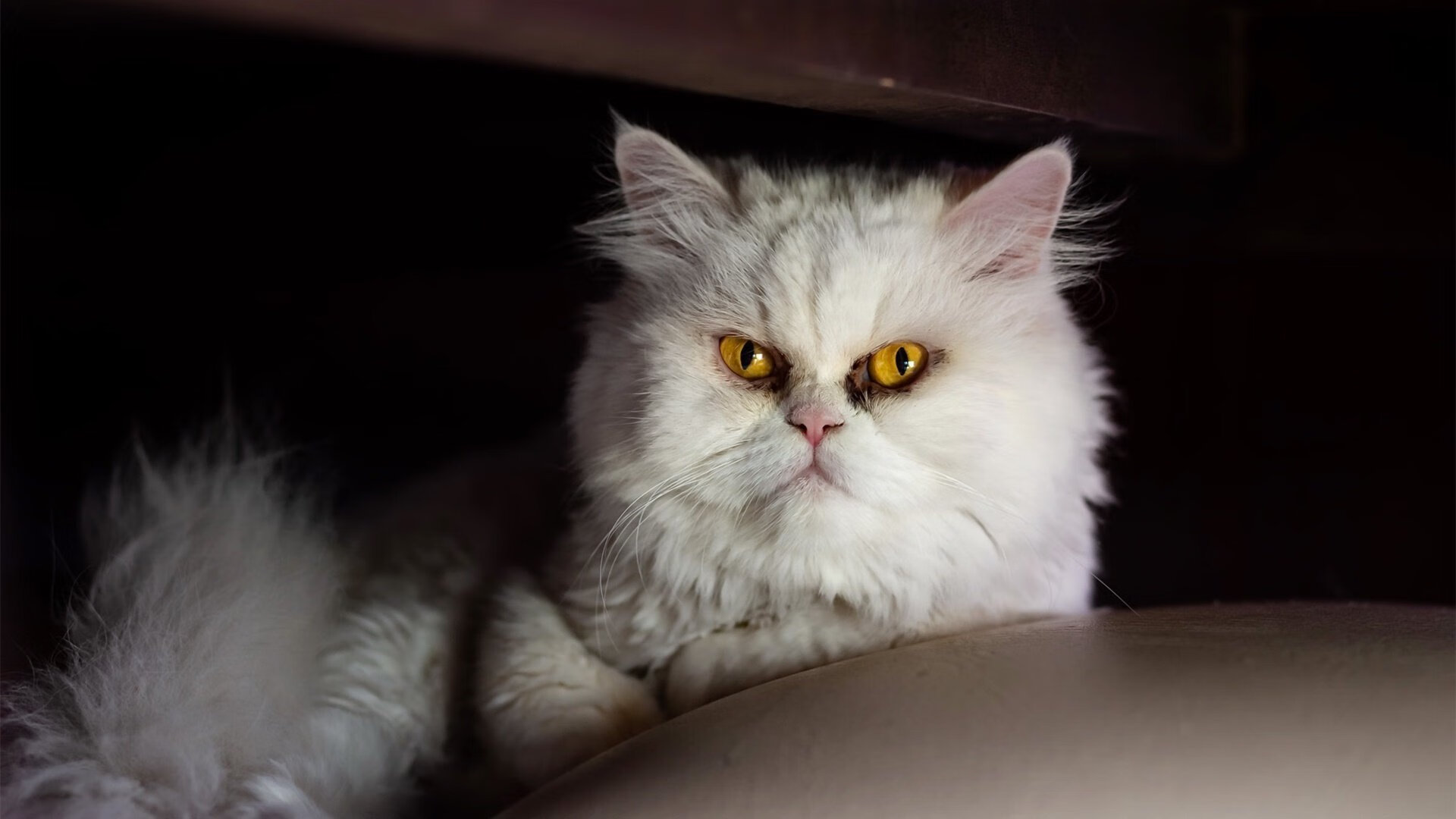 _勇士新星崛起,成为比赛新亮点_,勇士新秀叫什么