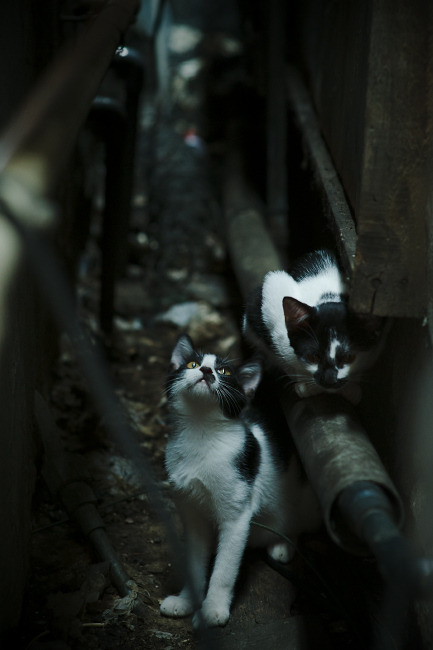 乐鱼app-_湖人队全力以赴，誓冲季后赛名额_，湖人队新赛季