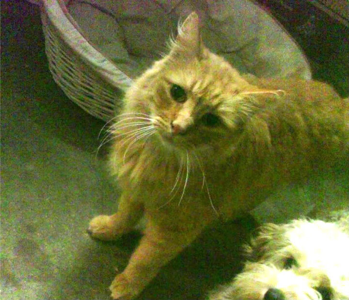 LeyuSports-_鹈鹕团队合作不断加强，追梦季后赛_，鹈鹕是原来的哪个队