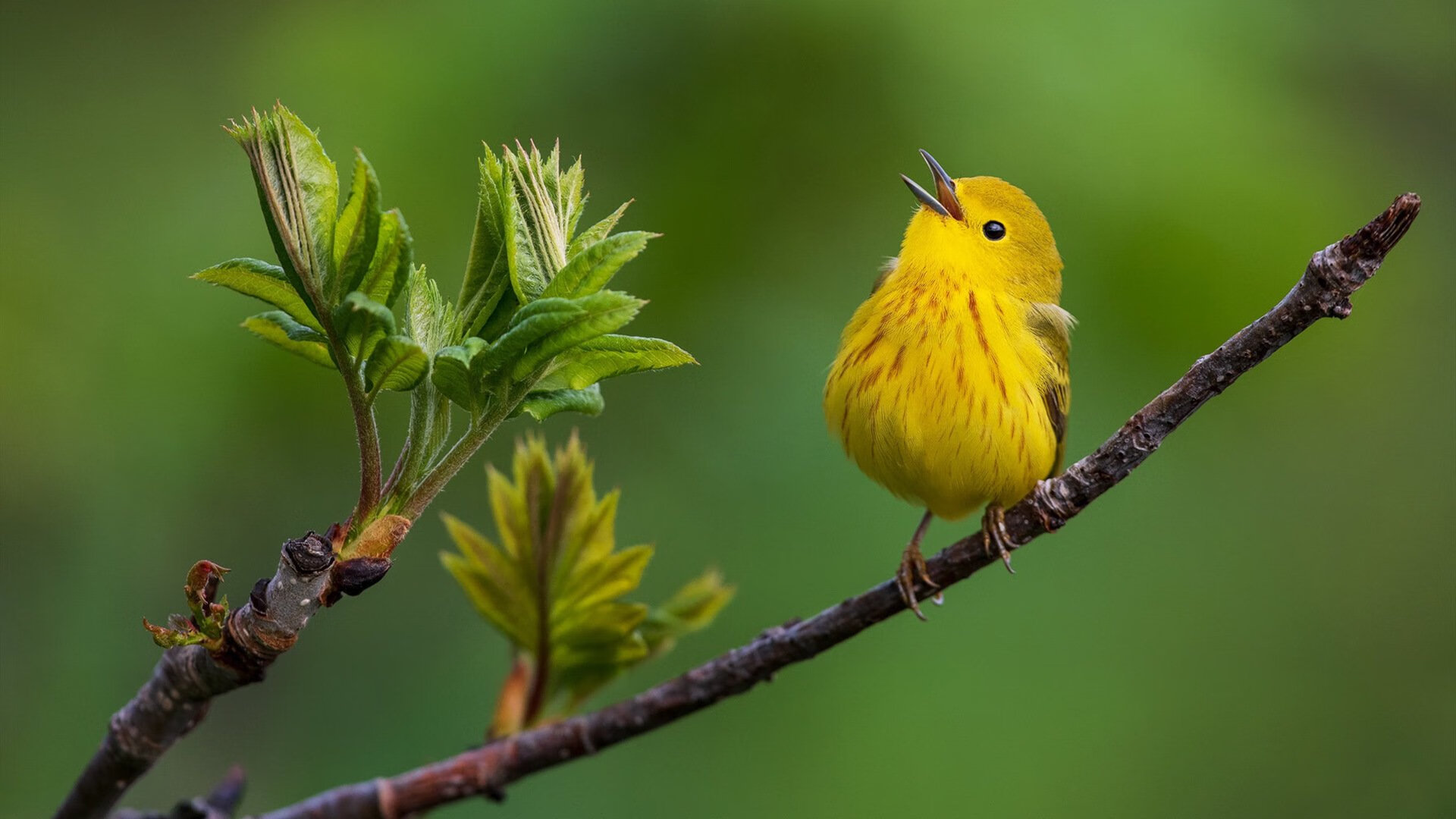 _鹈鹕团队合作不断加强,追梦季后赛_,鹈鹕是原来的哪个队