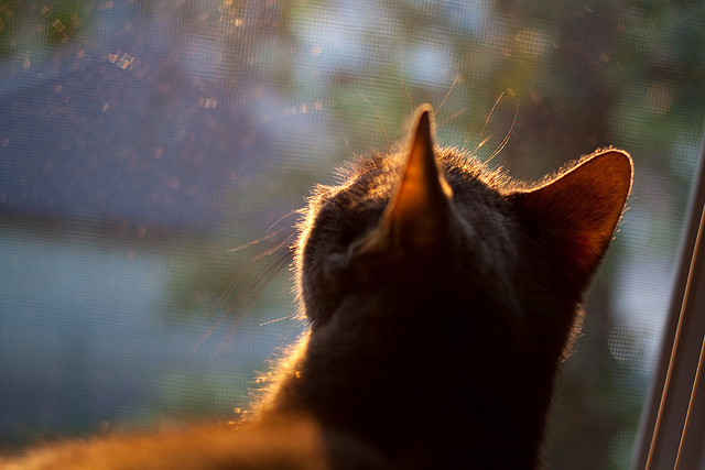 拓荒者核心利拉德拒绝重建,寻求离队交易,利拉德与开拓者合同