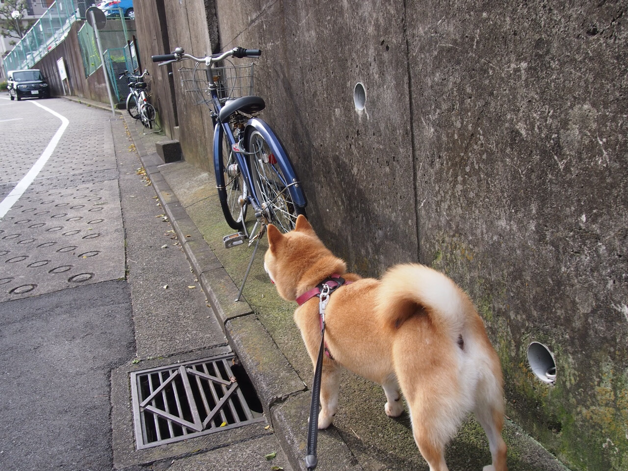 球员变身:从新手到全明星的转变故事,变身球星在线视频