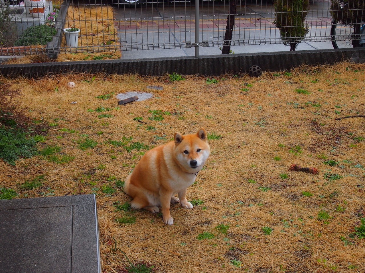 乐鱼体育平台官网-科迪·加克波和多尼尔·马伦在对阵罗马尼亚的比赛中各有建树，助荷兰队晋级八强。