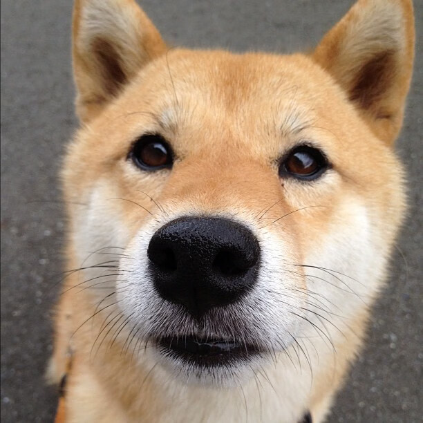 leyu.com-布伦特福德客场战平对手，保级形势平稳，布伦特福德吧