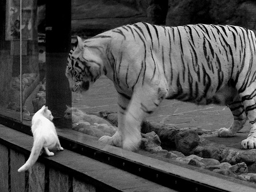 马竞主场2-0战胜赫塔费,继续领跑西甲积分榜,马竞西甲冠军预测