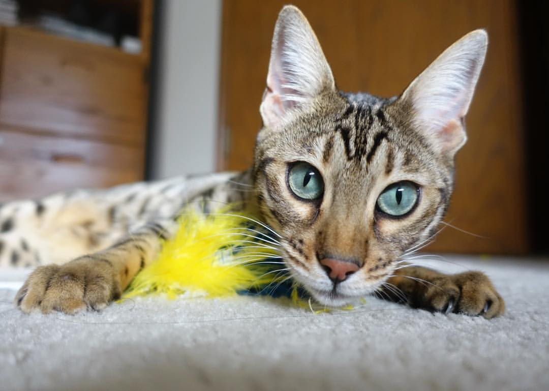 中国篮球职业俱乐部青训人才选拔机制,中国篮球人才培养