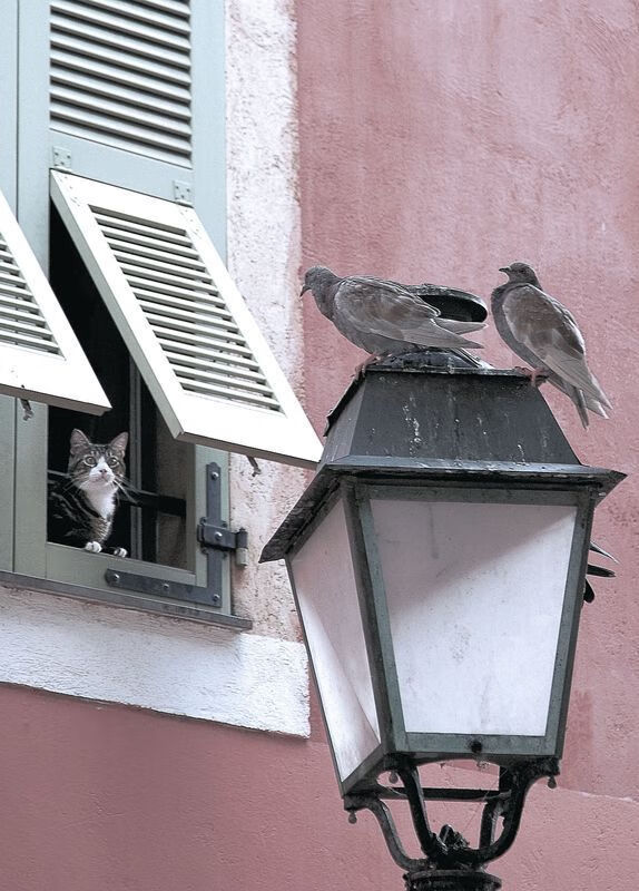 中国篮球联赛观众行为及营销策略分析,篮球赛观众图片