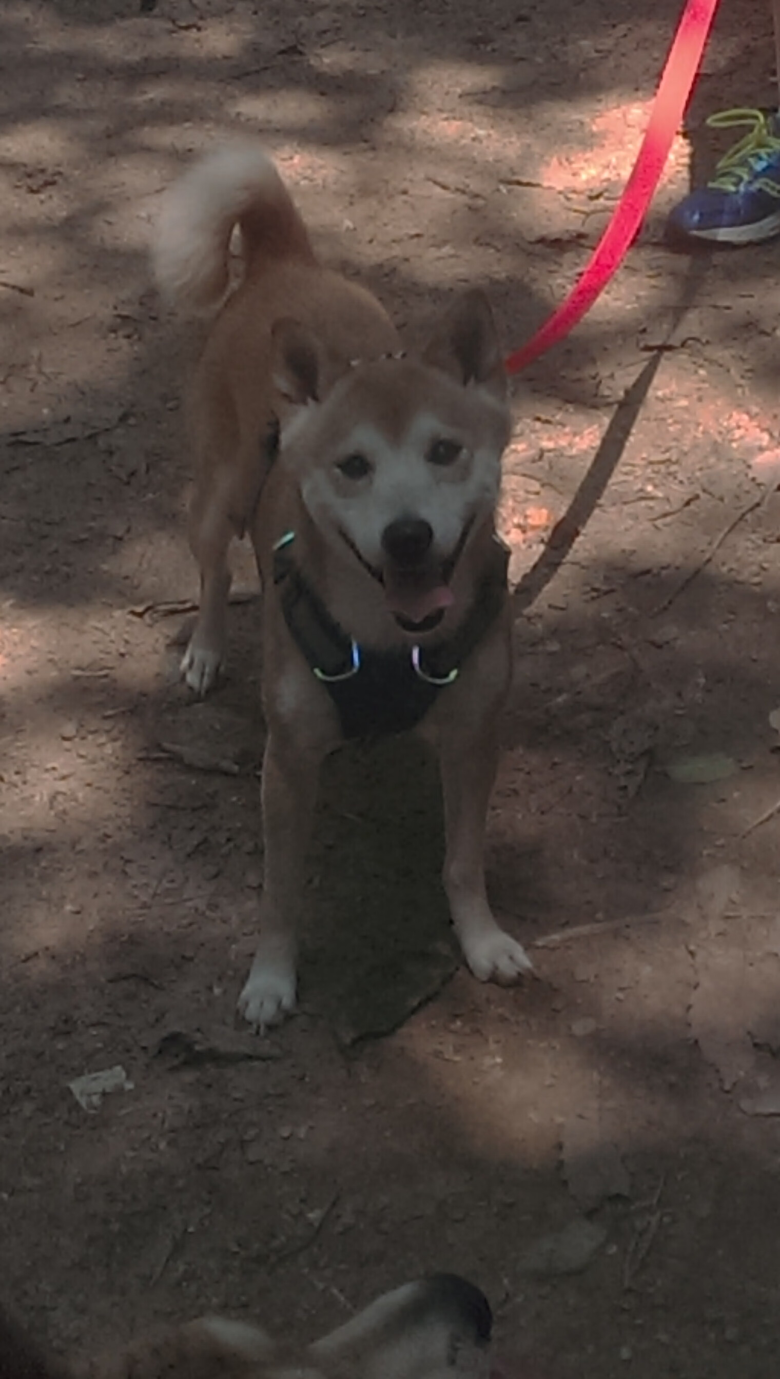 球员转型故事:从球场到幕后管理的新篇章,球员转型教练失败典型