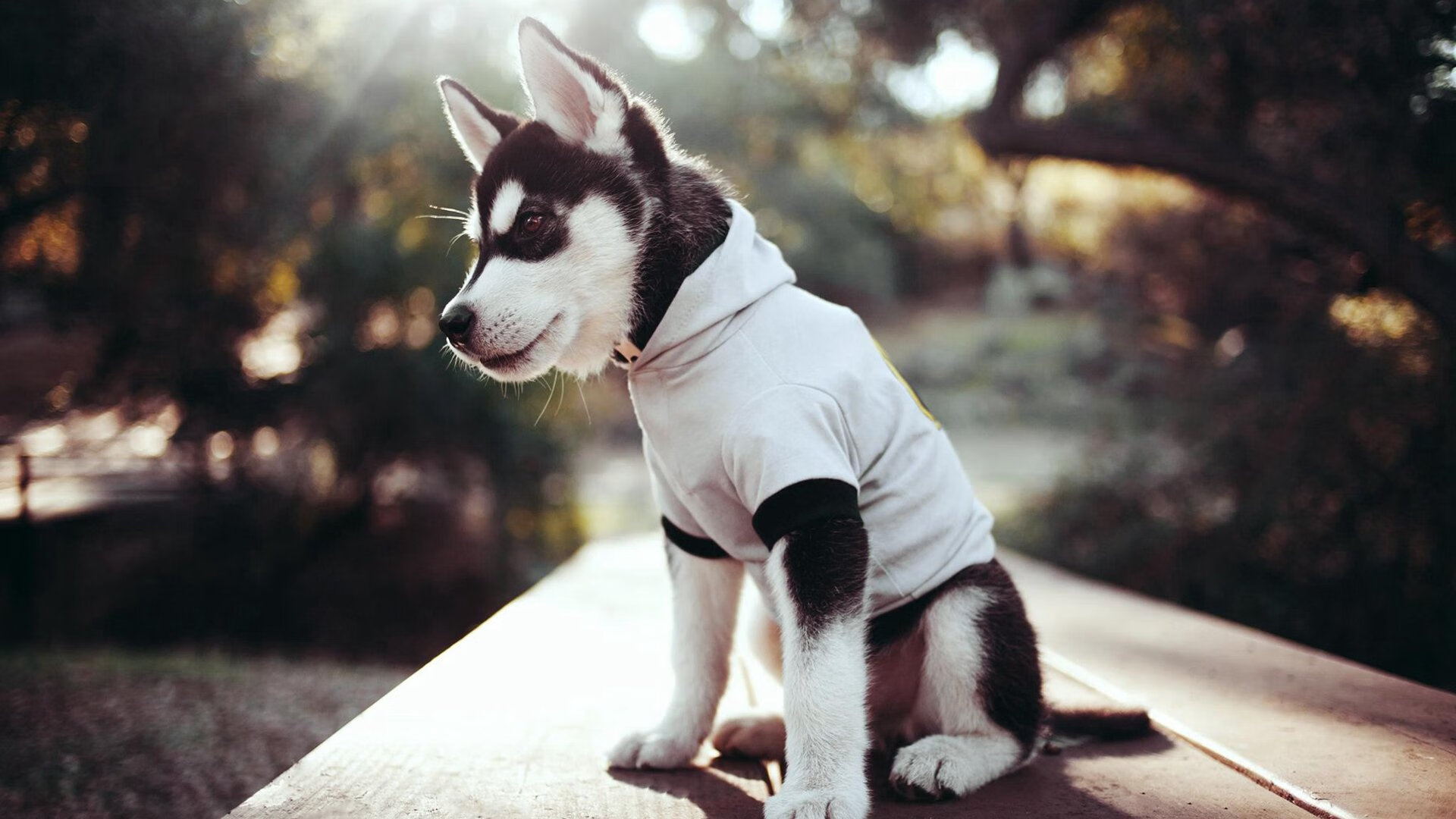 篮球运动员专项体能训练恢复技术的科学研究与应用,篮球体能恢复训练教案