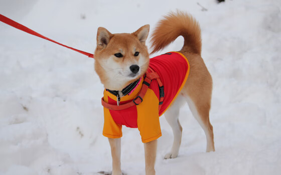 乐鱼体育(中国)官方网站-进攻节奏与得分效率是否存在拐点关系，进攻效率是什么意思