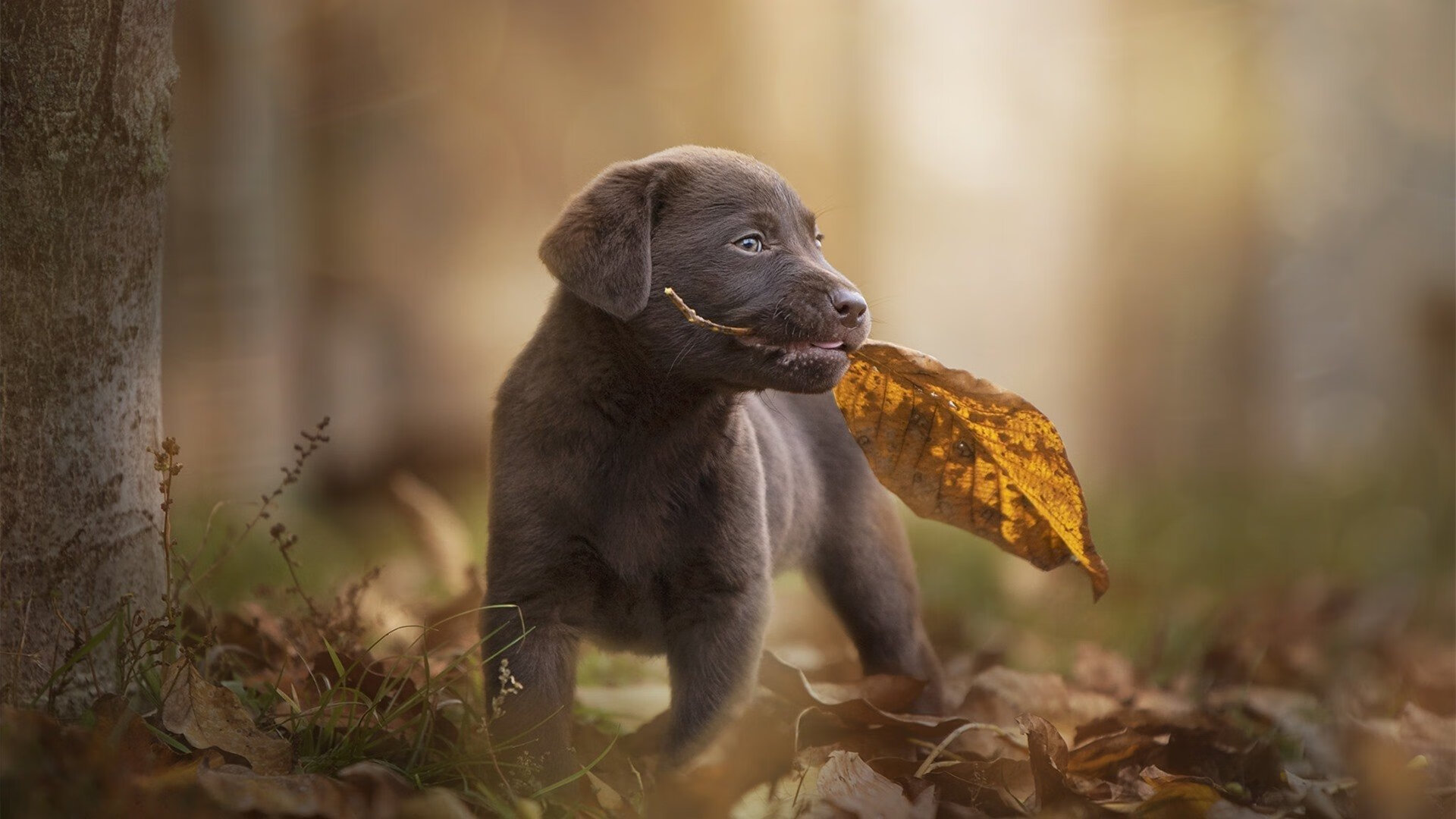 女子国家队发布训练特辑展示幕后备战细节,女子国家队排名
