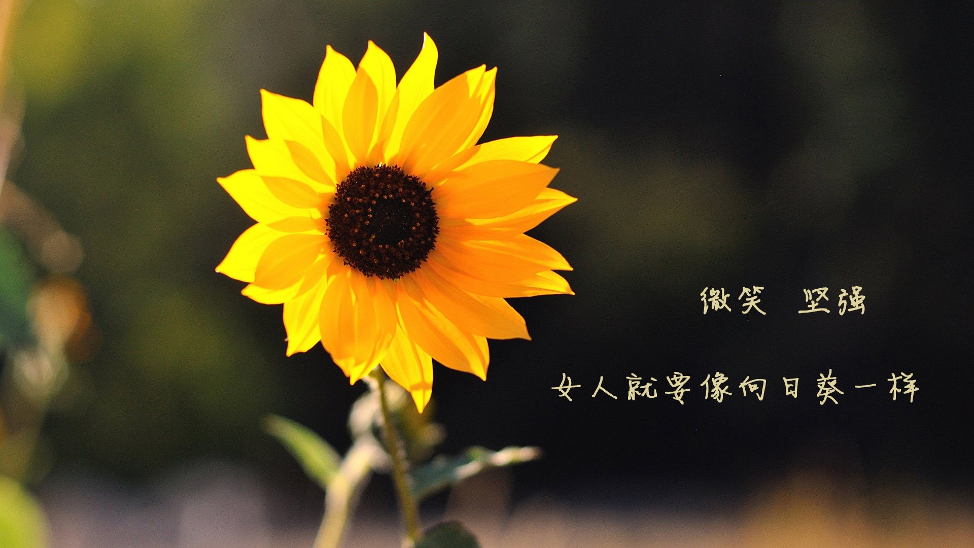 乐鱼电竞· (中国)官方网站-斯洛伐克女篮在欧洲预赛中表现优异，战略布局逐步成熟，斯洛伐克欧洲杯预选赛比赛结果