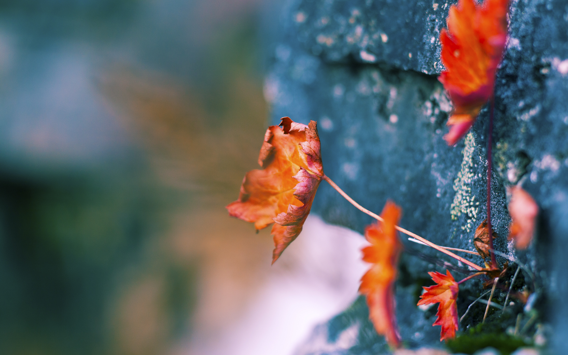 leyu乐鱼-网球青少年培训项目启动仪式，网球青少年培训项目启动仪式视频