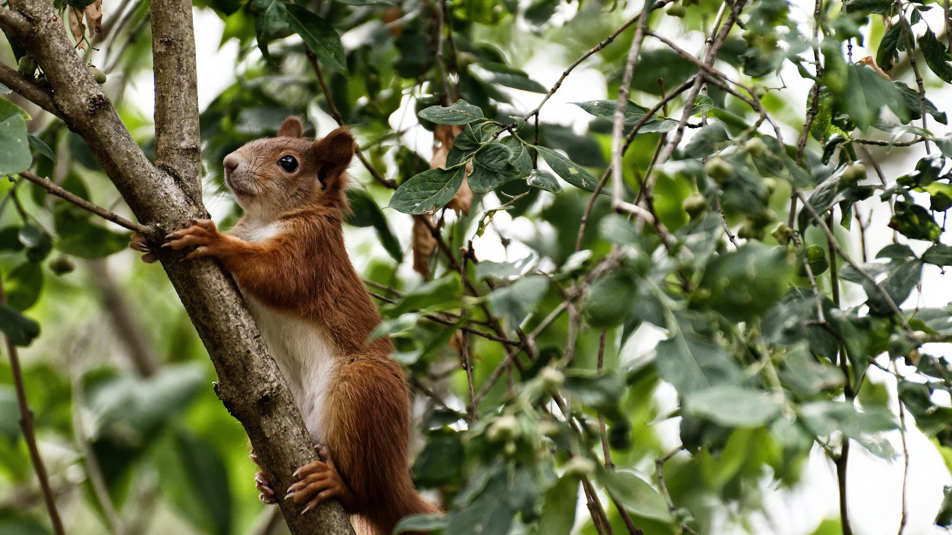 霍勒迪坦言防守端投入是胜利保障，霍勒迪主防库里